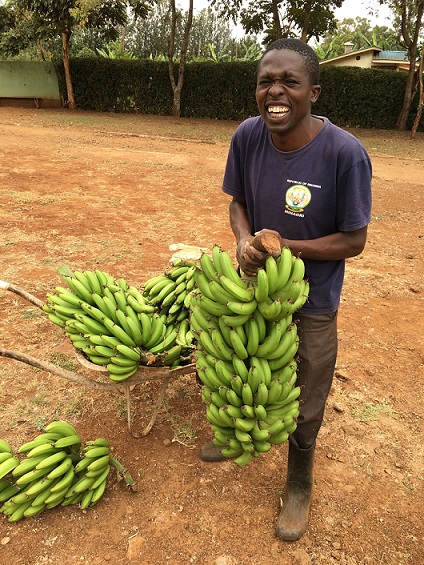 Harvested bananas are growing well and heavier than conventional ones