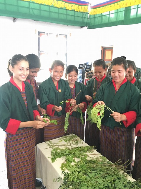 Students preparing moringa tea from leaf