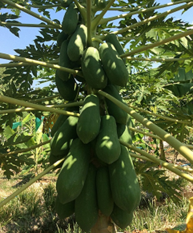 Papayas grown big and healthy with the EM fertilizers  produced at the center