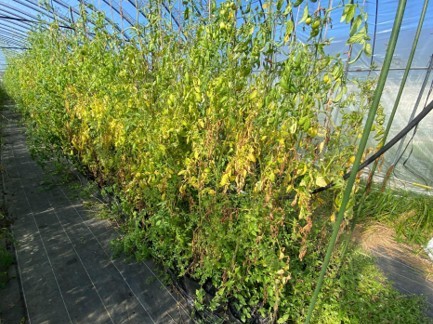 Plants damaged by heat waves 