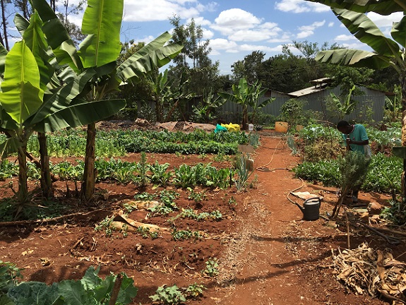 EM Technologies' model farm uses EM compost made from vegetables waste collected at the market