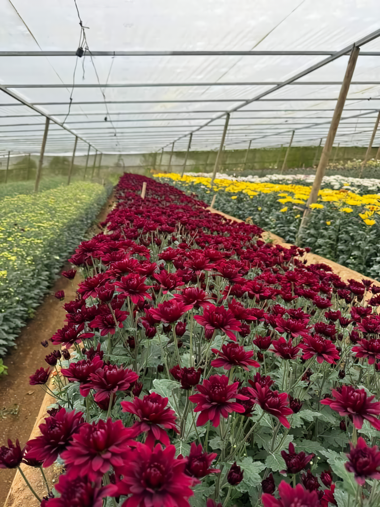 Flowers became more vigorous, uniform, and vibrant.