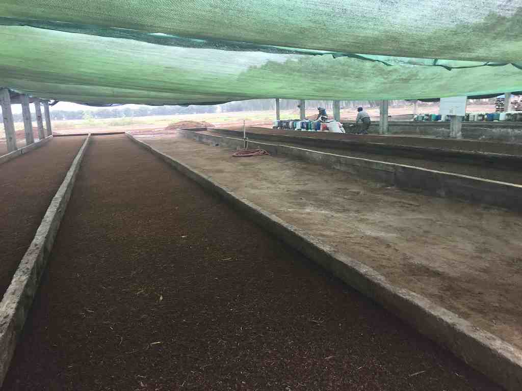 Photo 2
Earthworms humus using EM processed manure is also used for corn farming