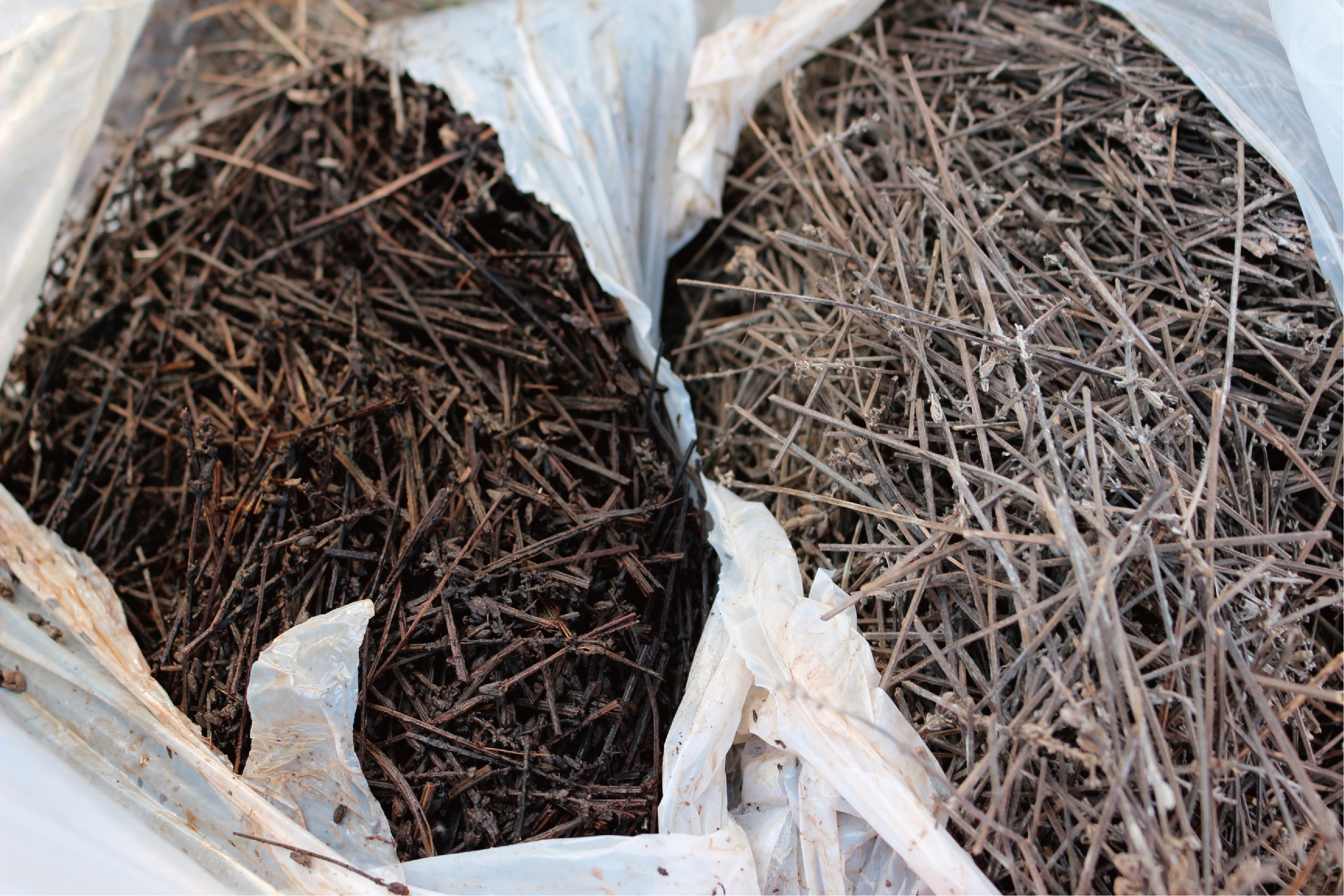 AEM is added to the residue of lavender and ferment it to use as fertilizer.
Residues well fermented (left) and before fermentation (right)

