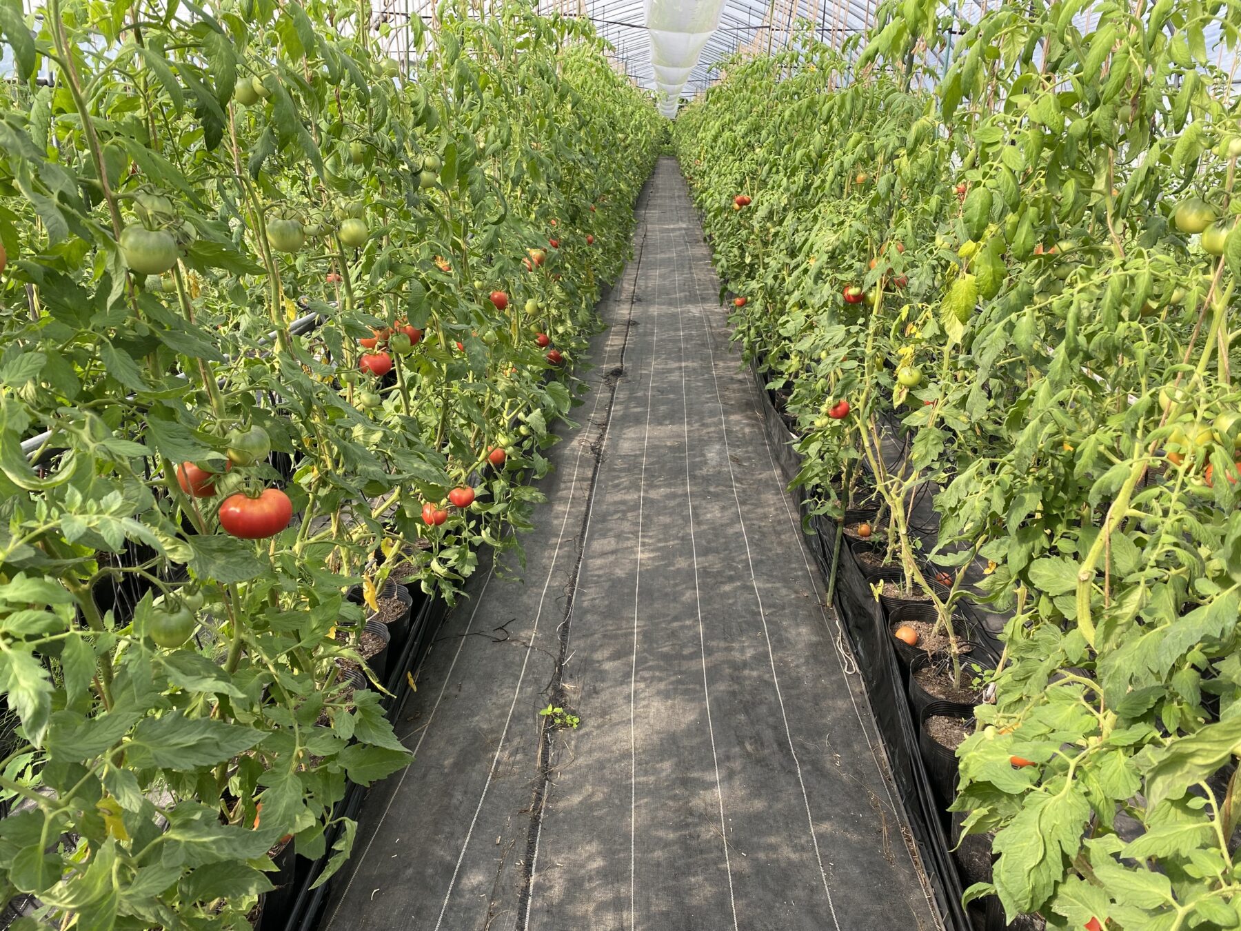 Tomato greenhouse