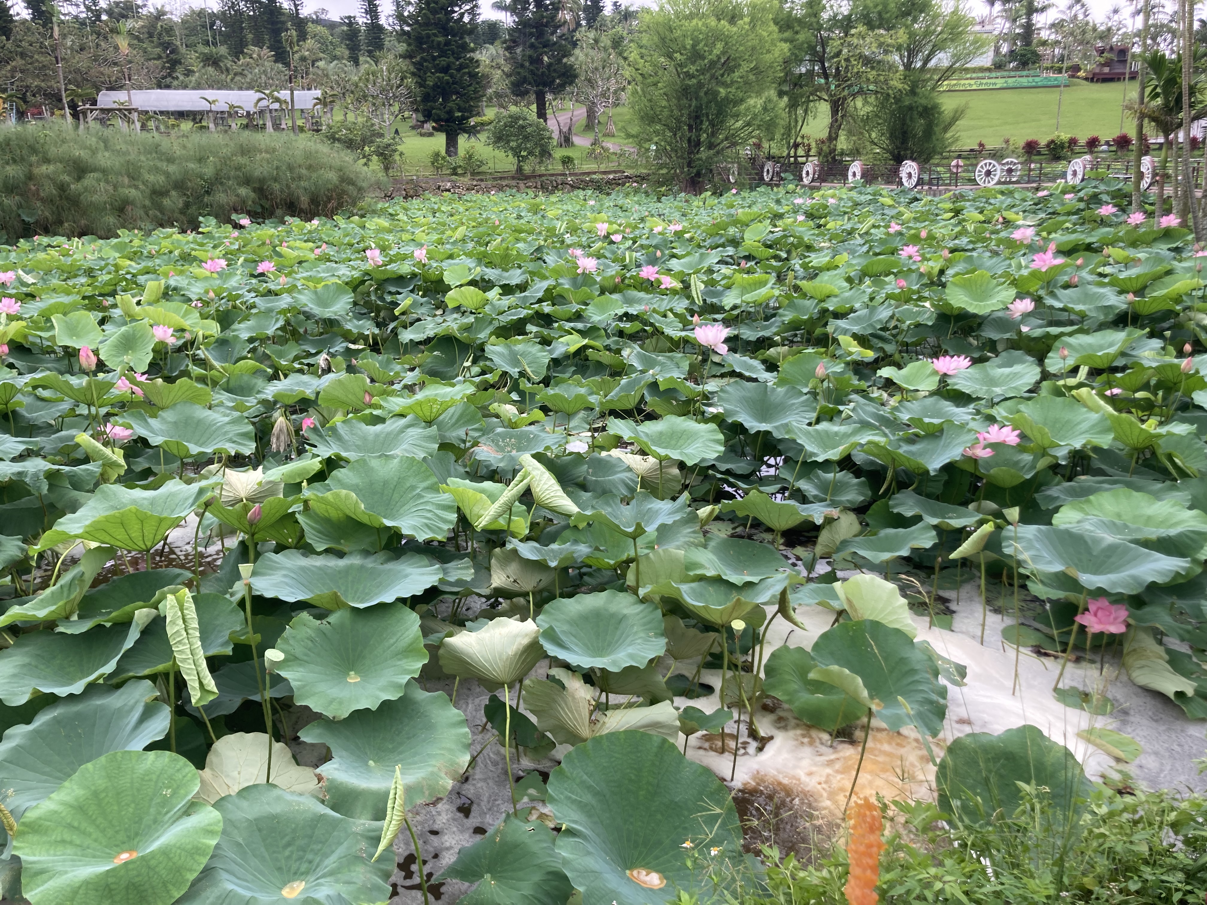 Introducing AEM solution into the lotus pond
