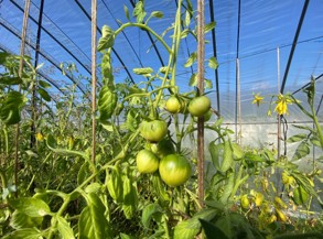 Tomatoes that bore fruit again after the revival experiment.
