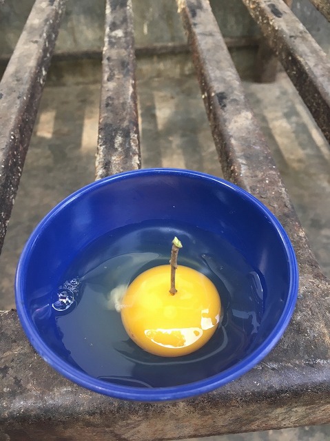 Eggs are fresh and full of nutrients