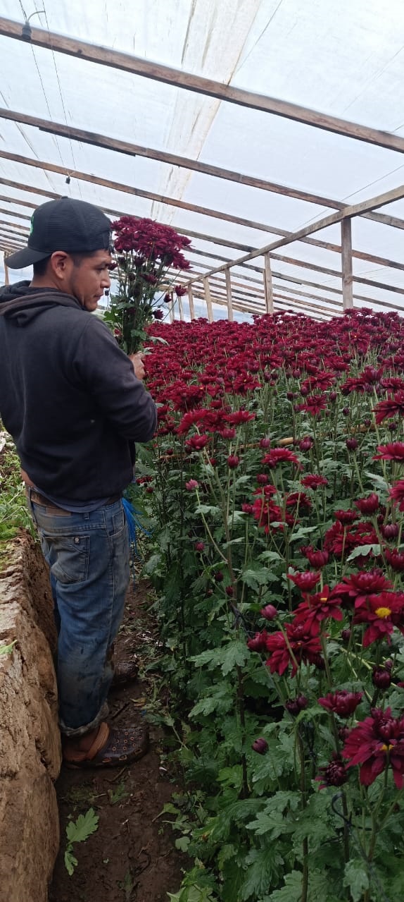 Harvest in a cycle by at least 15 days