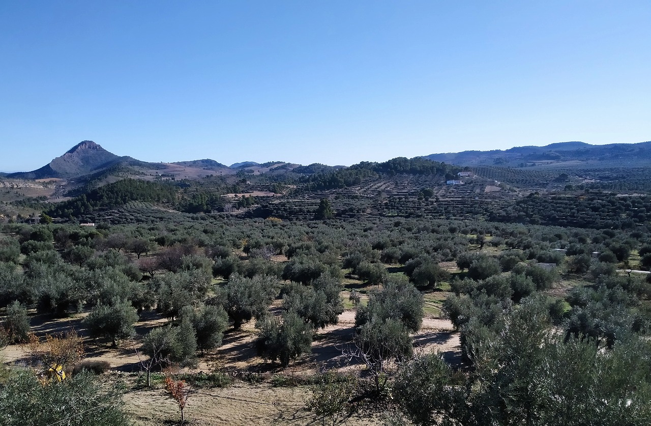 400 years of olive tradition