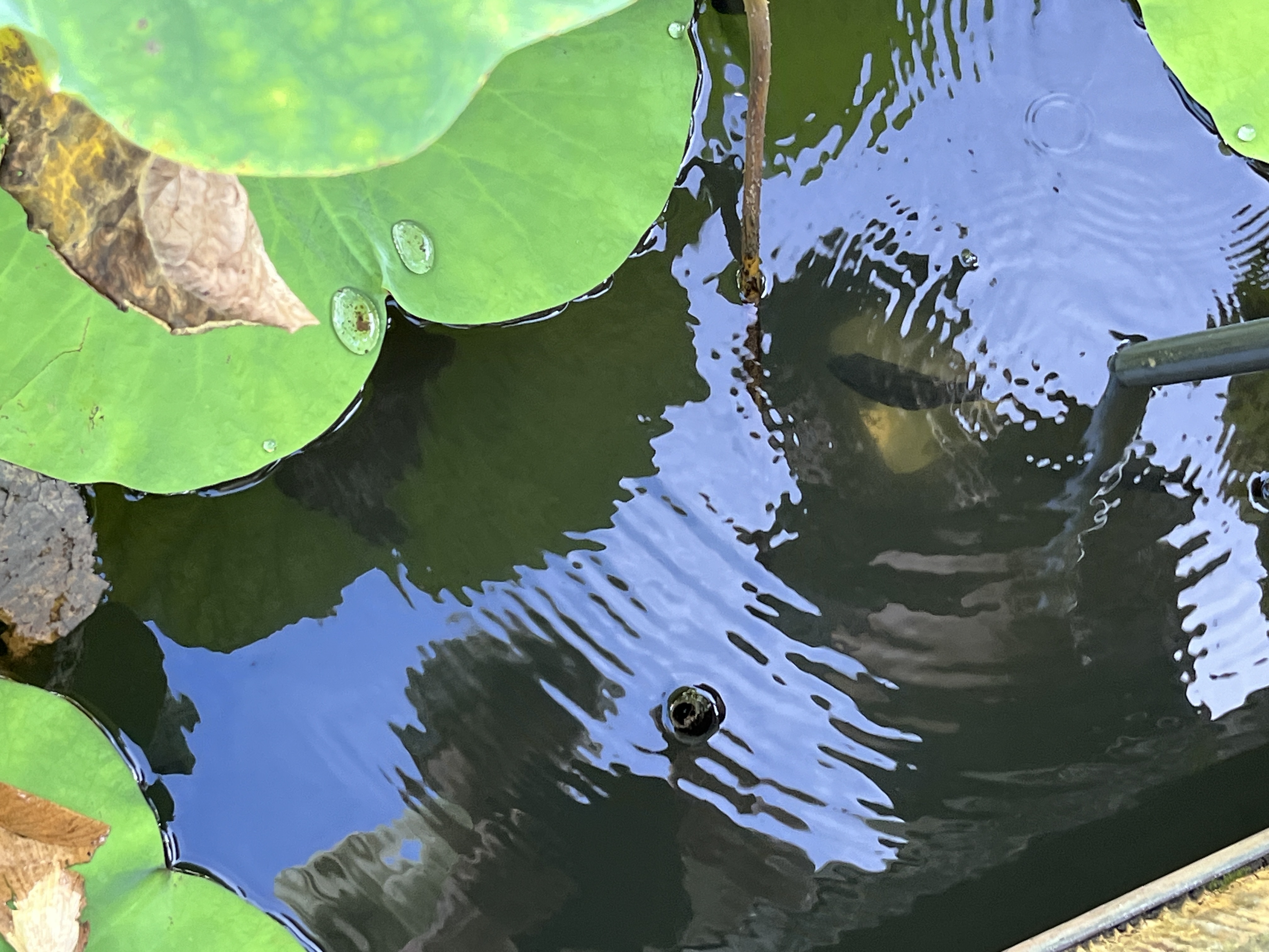 July 2024 — After EM application: pond bottom visible with iron rod submerged, showing increased transparency