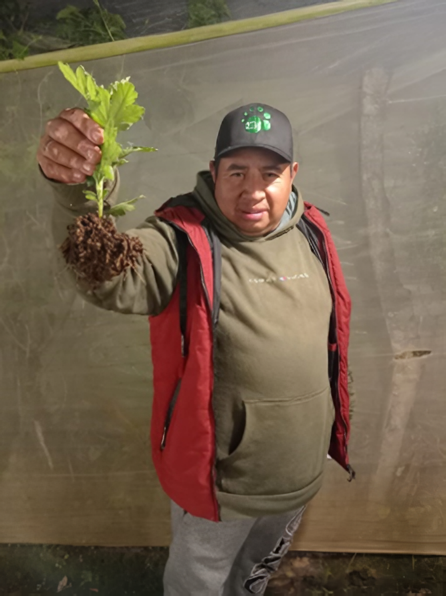 Root development: plant 21 days after transplanting using EM・1