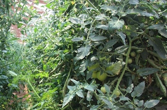 (Photo 5)
Foliage in EM area greener and healthy