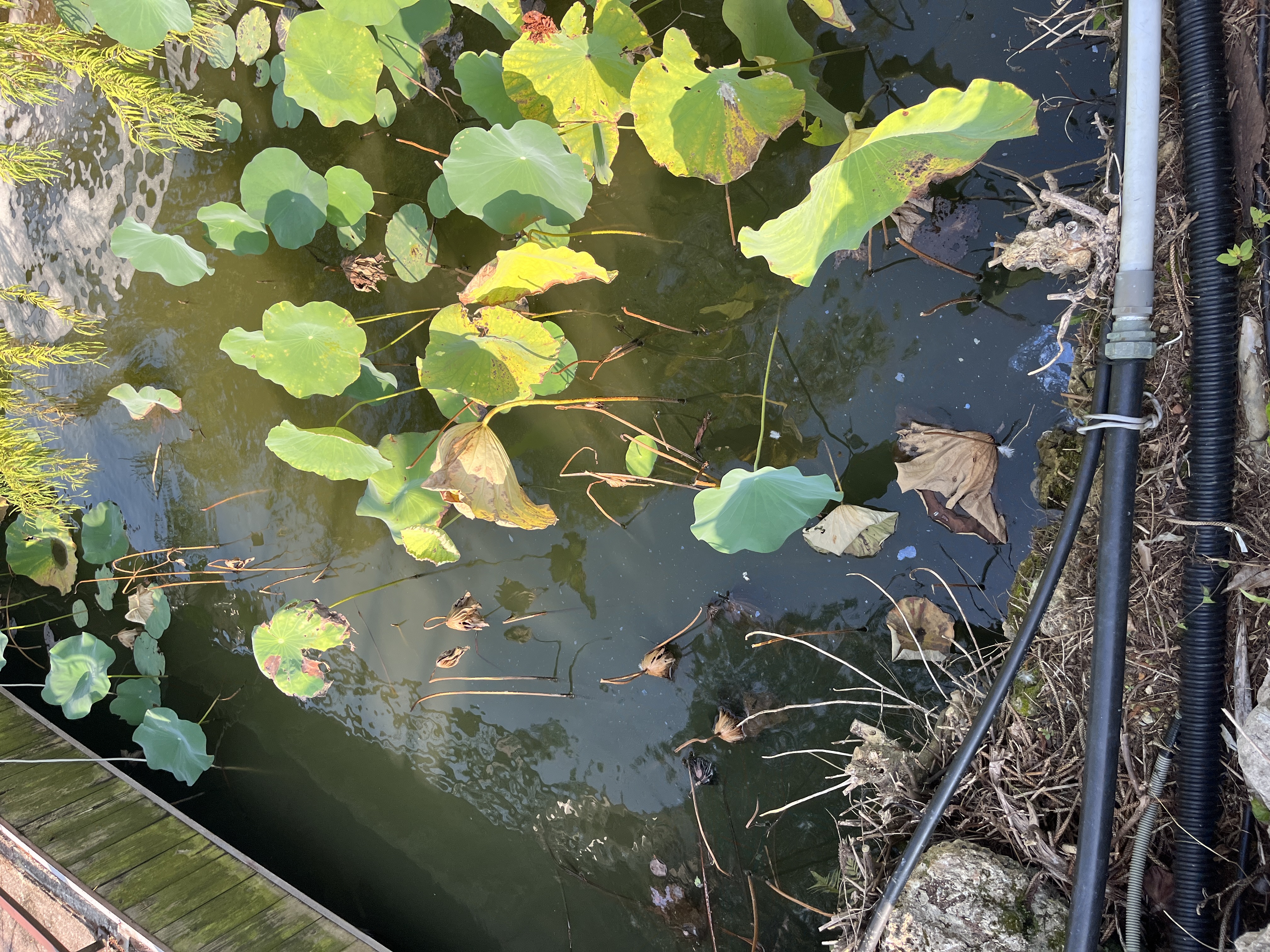 October 2023 — Before EM application: water quality poor and turbid