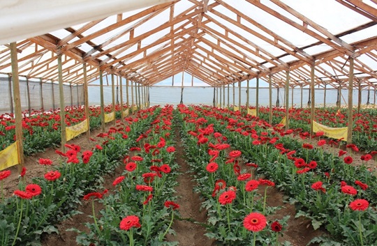 (Photo 2)
EM treated area