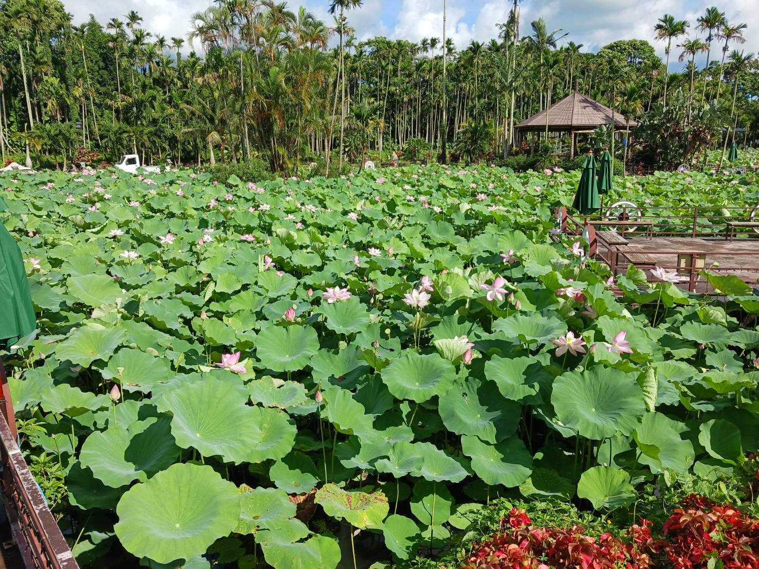 June 2025 — Lotus flowers in full bloom