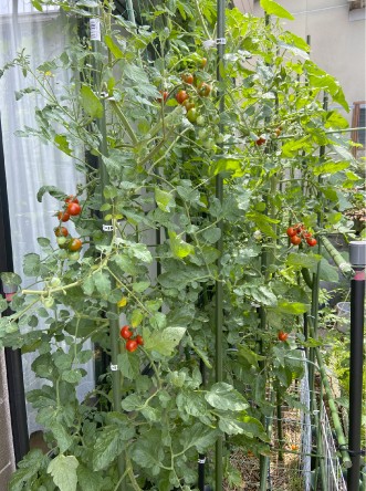 <After> Thriving mini-tomatoes surrounded by medium tomatoes, peppers, eggplants, and cucumbers