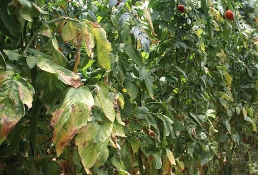 (Photo 4)
Foliage in control area badly affected