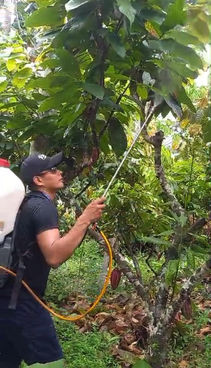 Spraying with Activated EM・1 using a backpack sprayer