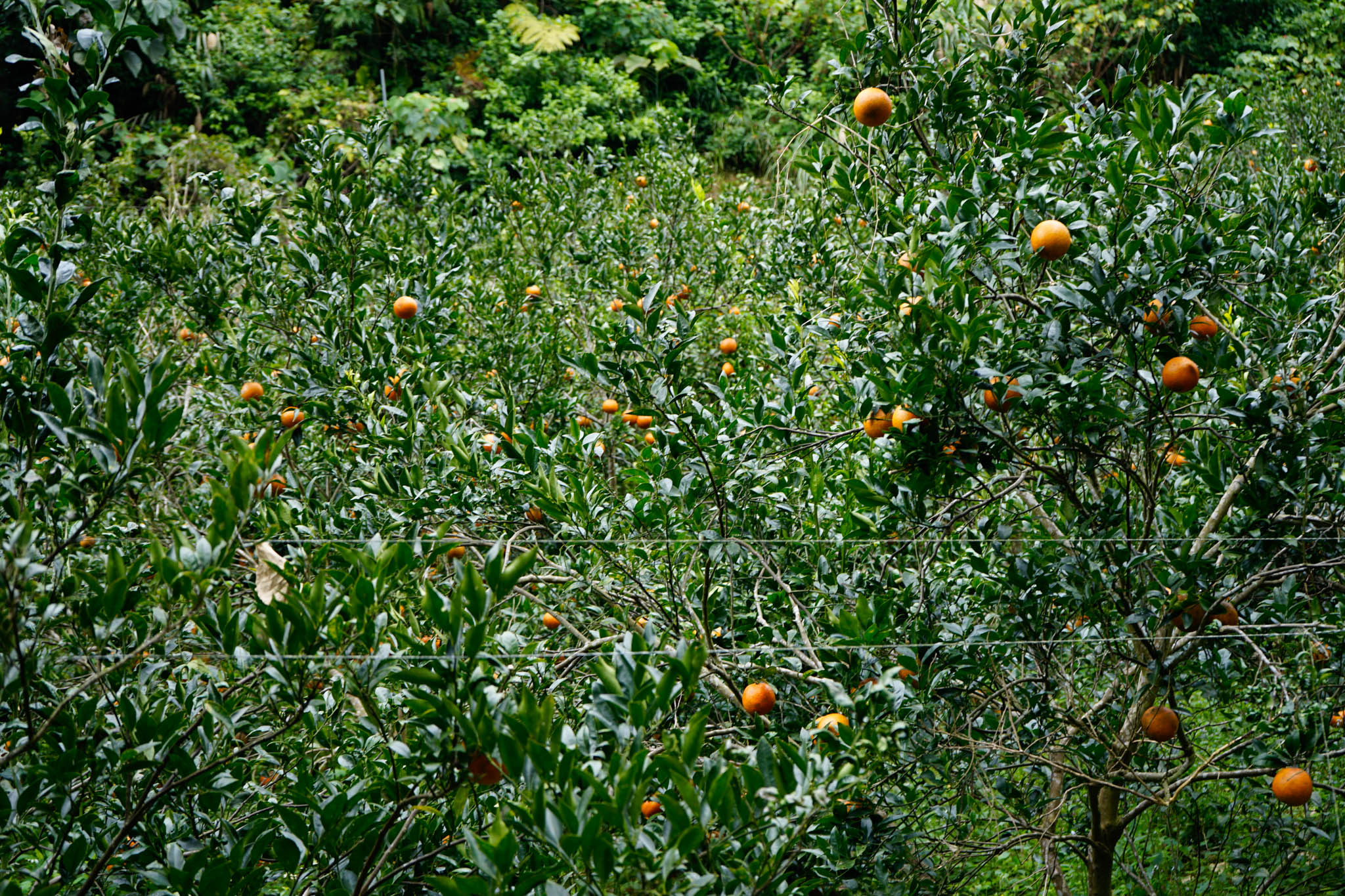 Tons of oranges are harvested annually.