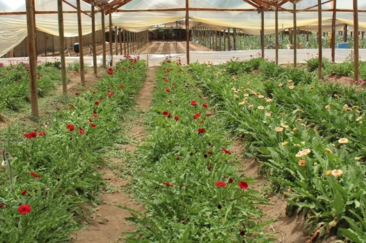 (Photo 1)
Control area with conventional treatment