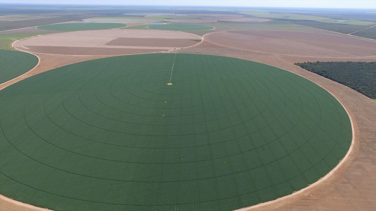 [AFTER]
The same area recovered 1 year after EM treatment.
(Pivot of 38ha)