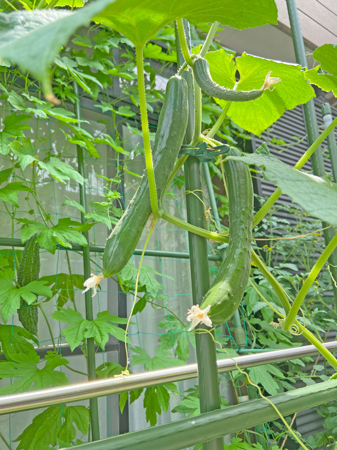 Cucumbers also grow healthy in a small space