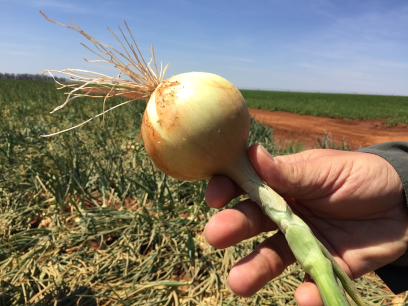 (Photo 4)
Onions also grow healthy free of fungus