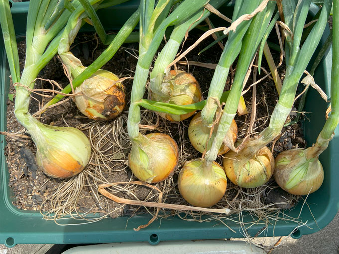 Even onions can be grown in planters.