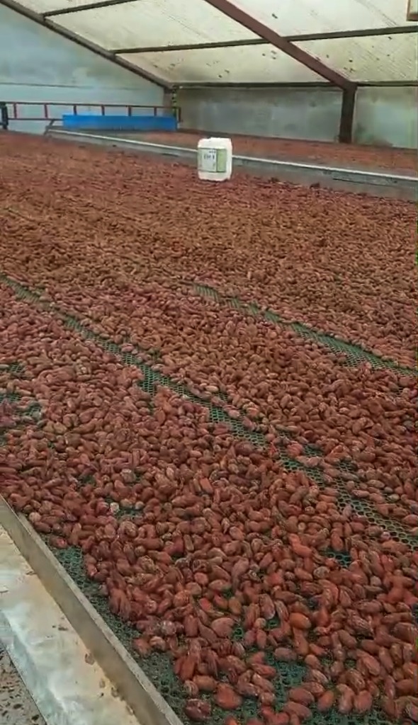 Drying cacao beans