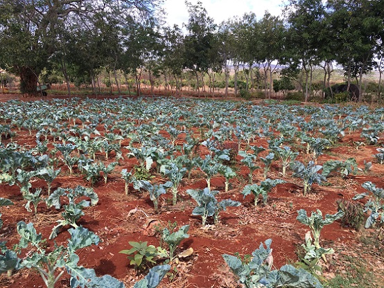 Vegetables grown with EM compost