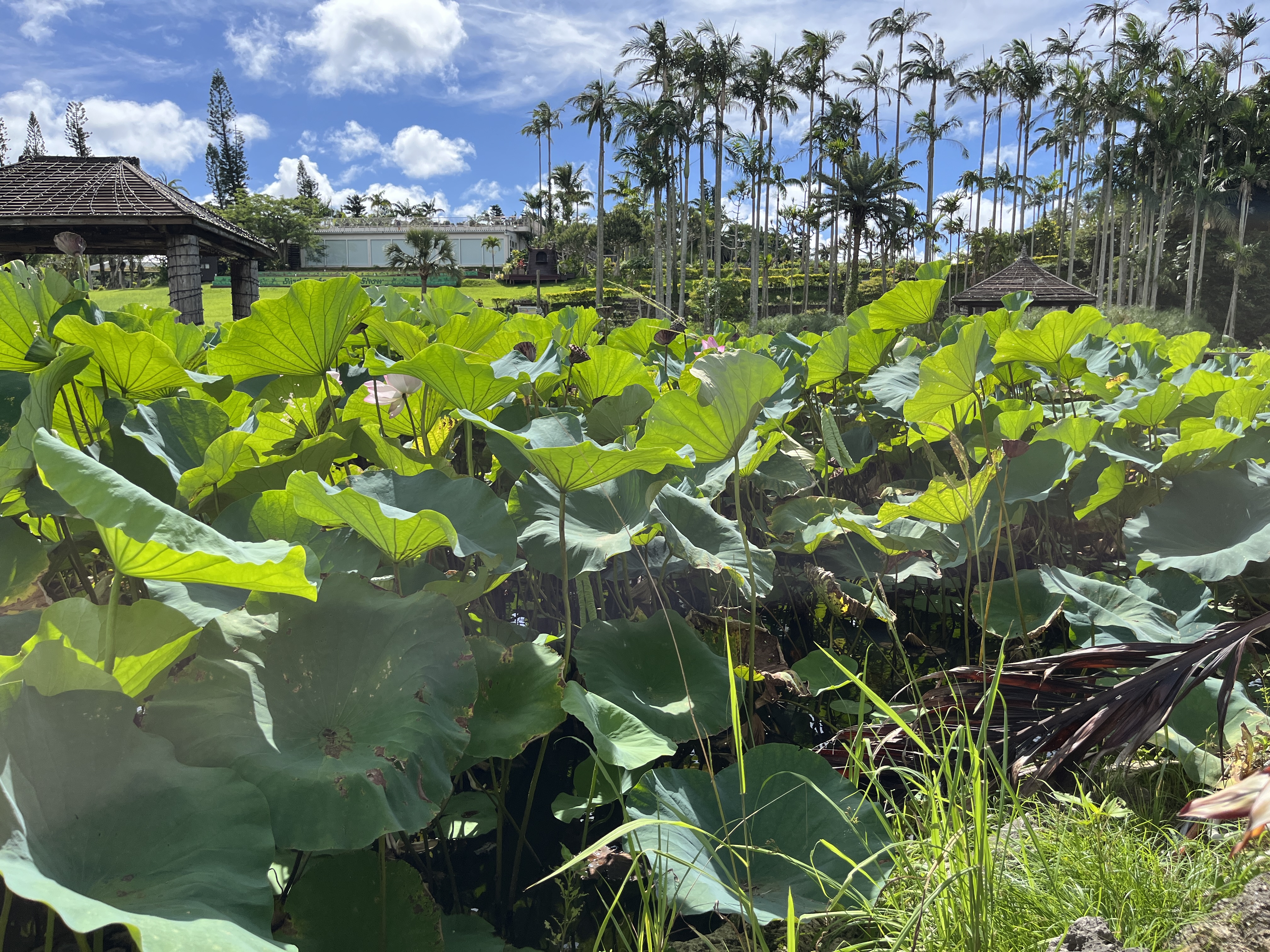 Healthy lotus leaves standing upright and absorbing abundant sunlight