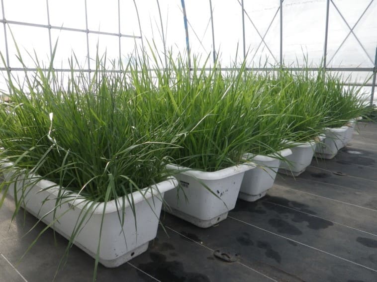 Eco-Friendly Dry Cleaning II