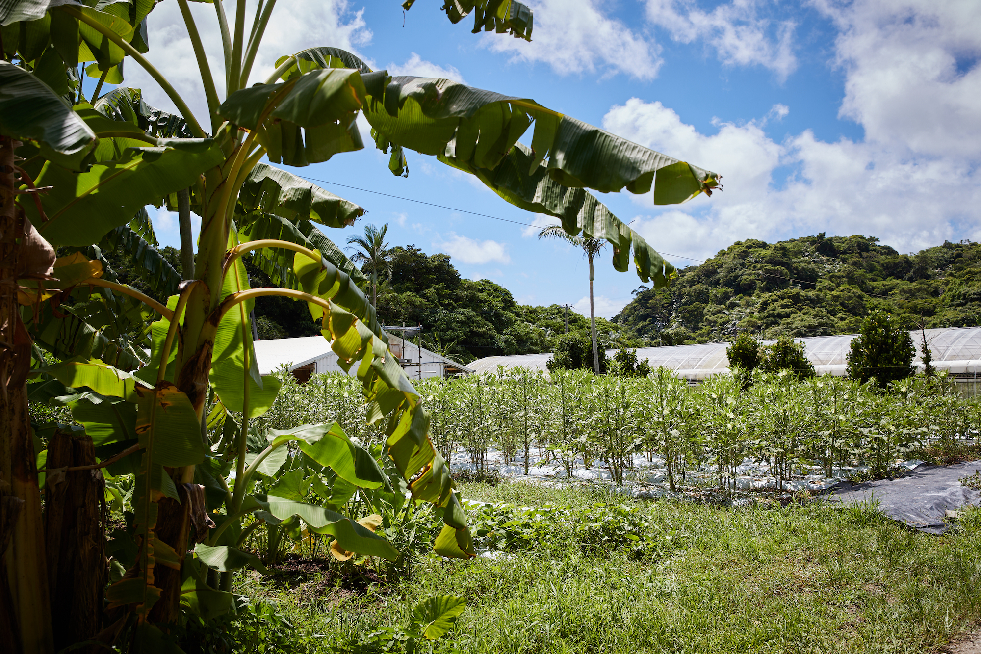 Circular Farming for Food and Community I