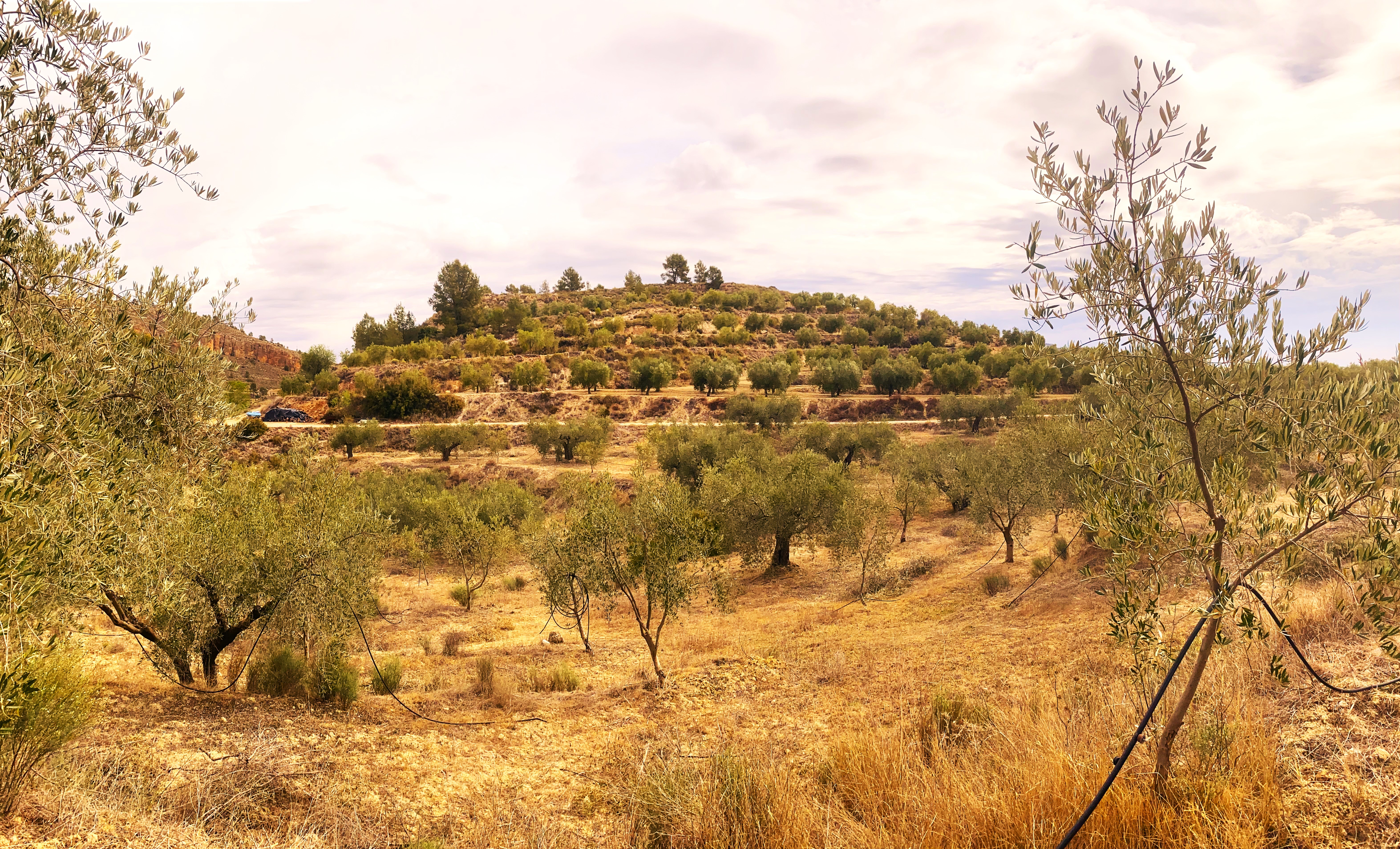 EM Virgin Olive Oil from Century Old Trees