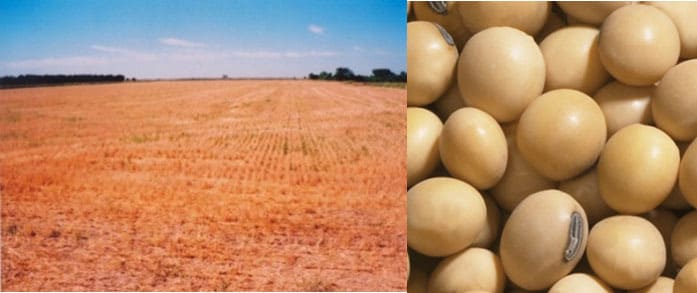 From Healthy Soil to Table: EM Organic Bananas