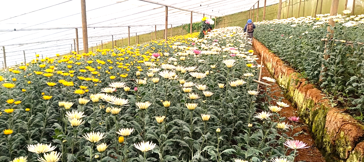 Reducing Chemicals and Increasing Profits in Flower Cultivation