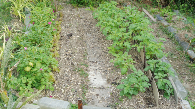 Photo 6: 40 days later