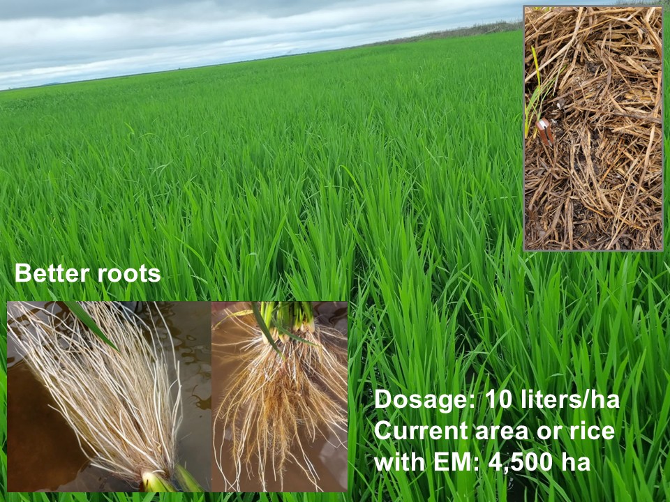 Healthier roots
Amount used: 10L/ha
Area of EM application: 4,500 ha