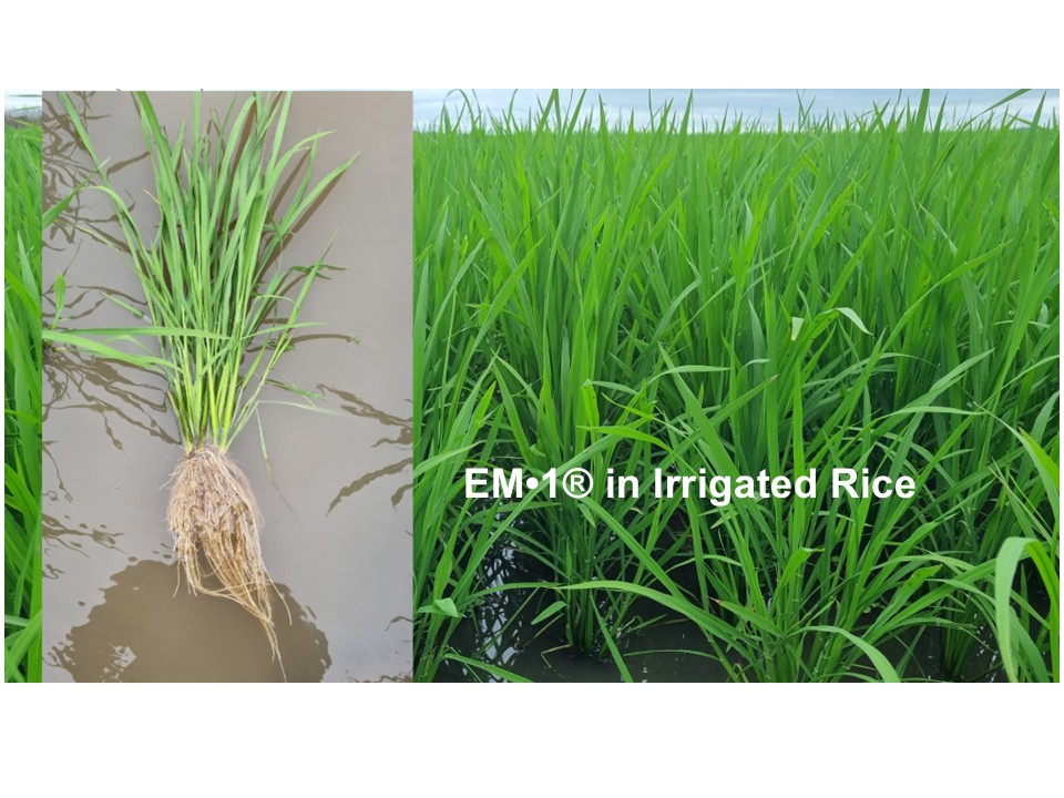 EM・1® was used for irrigation in rice cultivation