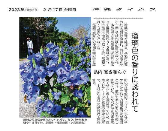 Rurihanagasa, Eranthemum pulchellum in full bloom.
A honeybee sucking nectar in Manko Park, Naha City, on the morning of March 16th. (Photo by Ken Komiya)
