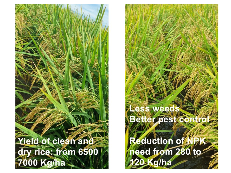 Left: Good rice yield. Increased from 6,500kg/ha to 7,000kg/ha
Right: 
-Fewer weeds. 
-Excellent pest control
-MPK requirement reduced from 280kg/ha to 120kg/ha
