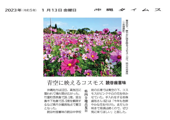 Brightly blooming cosmos under the blue sky, in Zakimi, Yomitan Village on the 12th
(Photo by Ken Komiya)