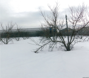 Photo 1 
<EM not used> 
The snow is not melting