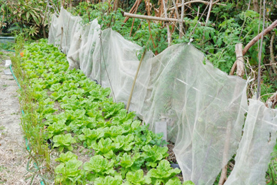 Lettuce and tomatoes in a former rice paddy