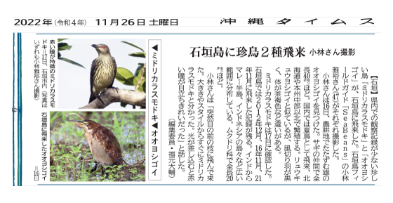 Asian Glossy Starling and European night bittern

Asian Glossy Starling, with distinctive red eyes, in Ishigaki City on the 17th (all photos taken by Masaharu Kobayashi)

European night bittern flew to Ishigaki Island on the 16th.
