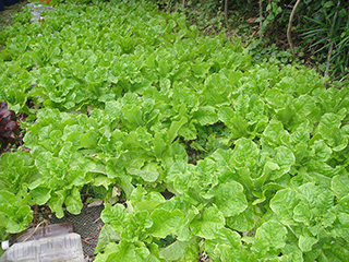 3. A side view. It is the first time I grew them so easily.