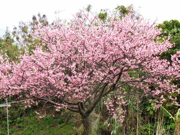 Photo 3: Kanhizakura blossoms in my neighborhood.