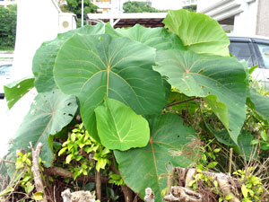 Photo 11-1: Virus-free, giant macaranga tanarius (One leaf on the opposite side below is normal size)

