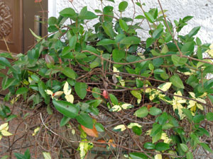 Photo 8:  Mottled spots (yellow part) most likely caused by virus have started to disappear (no spots are found on top)

